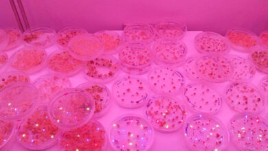 Photo de Exclusif. Agriculture : comment le CRISPR-Cas9 entend changer la donne au Maroc