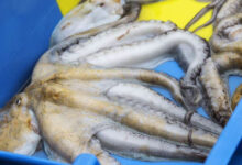 Photo de Pêche aux céphalopodes : trois mois de repos biologique automnal