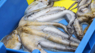 Photo de Pêche aux céphalopodes : trois mois de repos biologique automnal