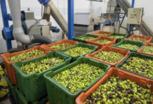 Photo de Oléiculture : l’espoir d’un renouveau