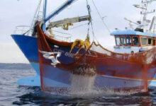 Photo de Pêche : baisse des prises, le poisson hors de portée !