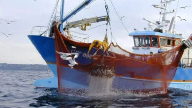 Photo de Pêche : baisse des prises, le poisson hors de portée !