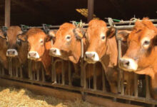 Photo de Viandes rouges : menaces sur les importations ?