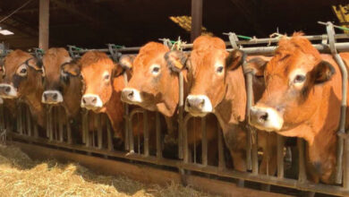 Photo de Viandes rouges : menaces sur les importations ?