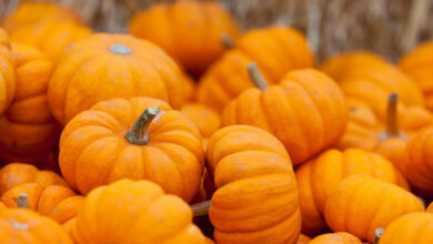 Photo de Exportations de citrouilles : le Maroc s’apprête à battre un nouveau record