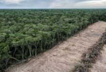 Photo de Climat : la déforestation ralentit mais reste trop rapide, s’inquiète la FAO