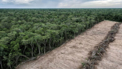 Photo de Climat : la déforestation ralentit mais reste trop rapide, s’inquiète la FAO