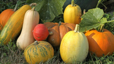 Photo de Exportations de courges : le Maroc, principal fournisseur de la France