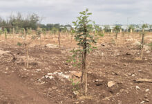 Photo de Forêt de Bouskoura : l’ANEF défend la transparence de son programme de reboisement