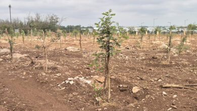 Photo de Forêt de Bouskoura : l’ANEF défend la transparence de son programme de reboisement