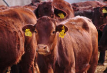 Photo de Viande rouge : les importations d’Espagne momentanément suspendues