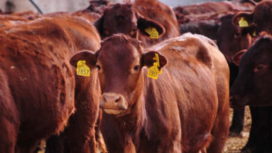Photo de Viande rouge : les importations d’Espagne momentanément suspendues