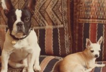Photo de Marrakech: le musée Yves Saint Laurent accueille une exposition sur le couturier et ses chiens