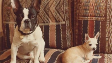 Photo de Marrakech: le musée Yves Saint Laurent accueille une exposition sur le couturier et ses chiens