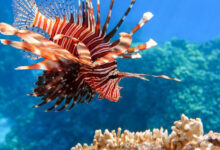 Photo de Espèces invasives : la Méditerranée en première ligne face au réchauffement des océans